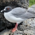 gull_swallowtailed_spz_h_0297_ecu1999.jpg